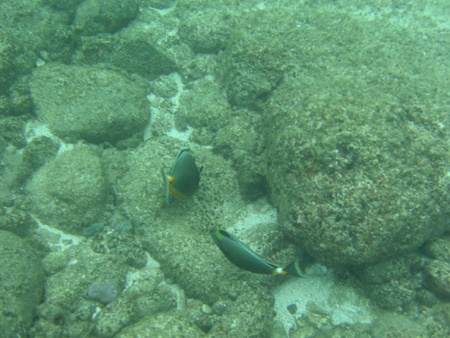 Hawaii Underwater3