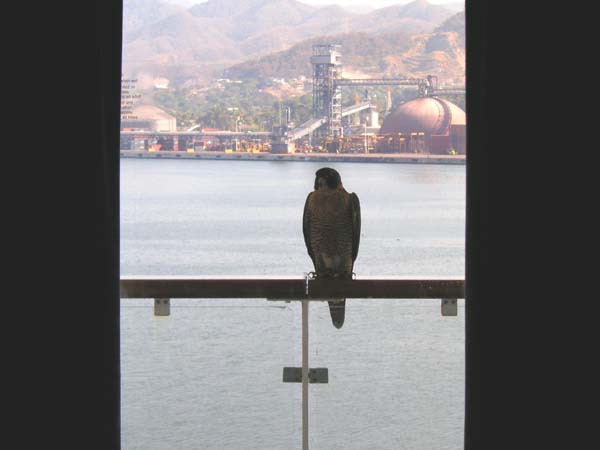 Bird on Our Balcony