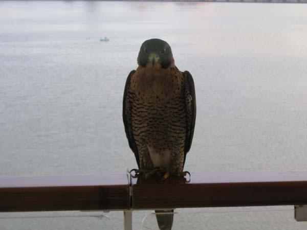 Bird on Our Balcony1