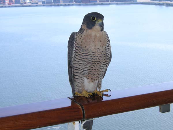 Bird on Our Balcony2