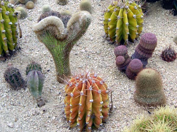Cabo San Lucas Cactus Farm 1