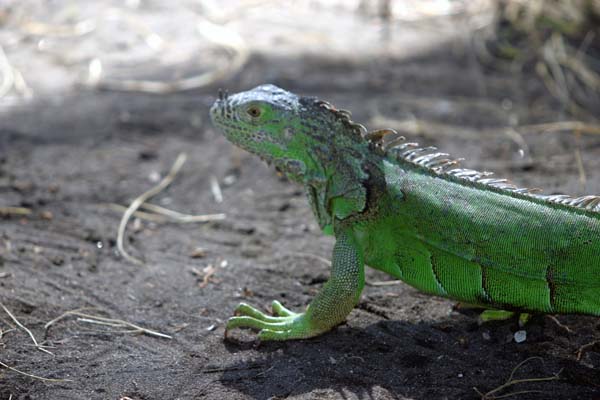 Manzanillo Swamp Animal3