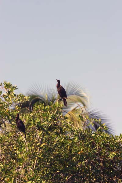 Manzanillo Swamp Birds2