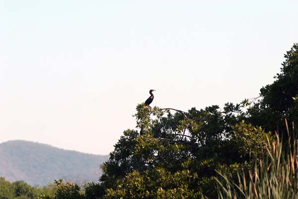 Manzanillo Swamp Birds4