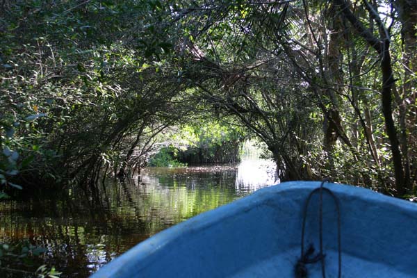 Manzanillo Swamp1