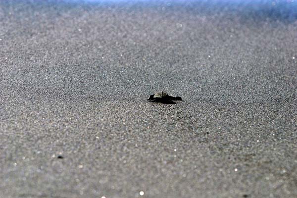 Manzanillo Turtle Release2