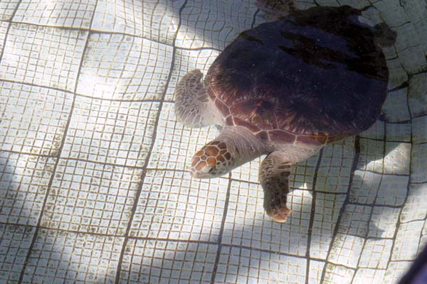 Manzanillo Turtles1