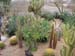 Cabo San Lucas Cactus Farm 2