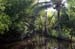 Manzanillo Swamp