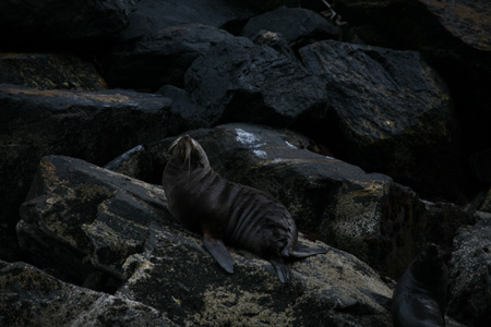 3302 Fur Seal