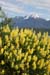 2923 Beauty along Lake TeAnau