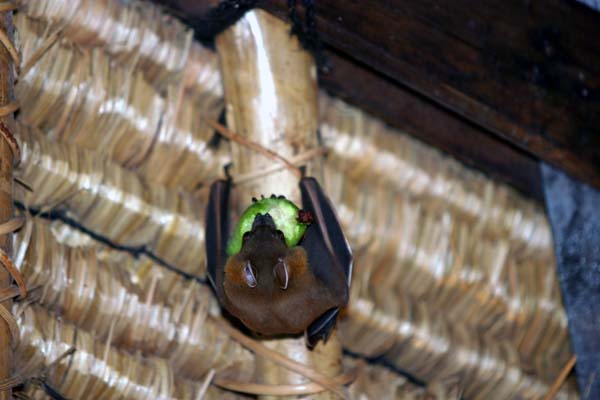 Bats in our Belfry1