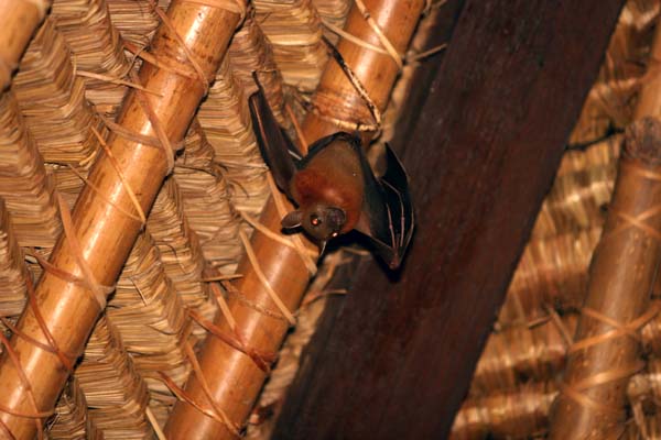 Bats in our Belfry2