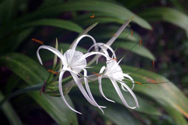 Bintan Island- Indonesian Flower
