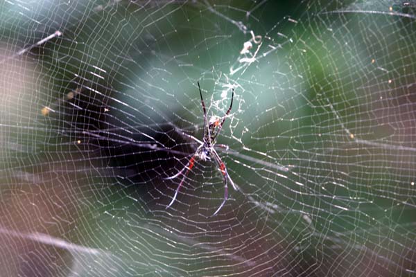 Indonesian Spider