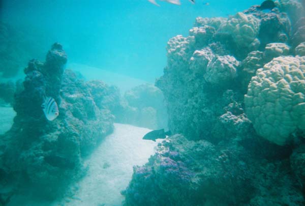 Bora Bora Aqua Safari h