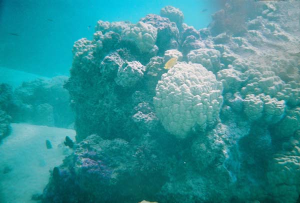 Bora Bora Aqua Safari i