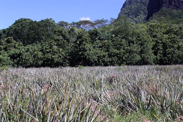 Moorea Pineapple Field
