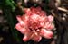 Moorea Flower 1