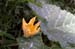Moorea Flower